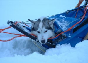 Soutujärvibygden Husky GHI