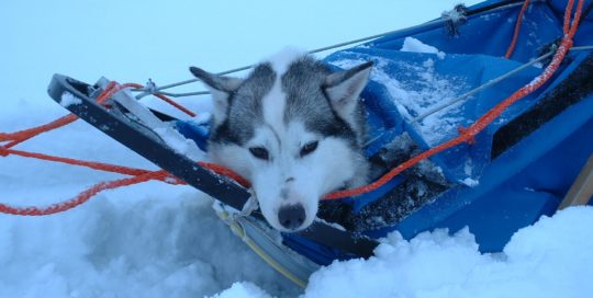 Soutujärvibygden Husky GHI