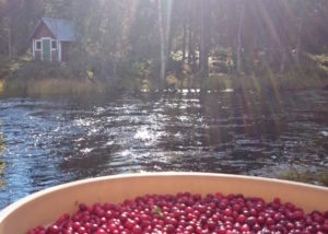 Soutujärvibygden bärplockning