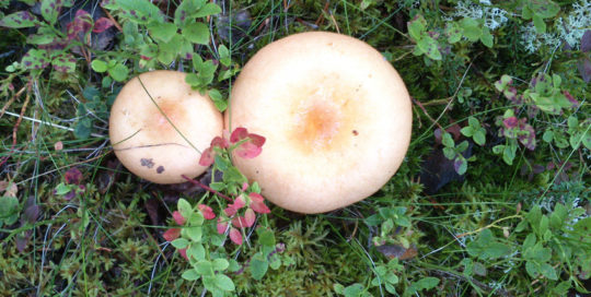 Soutujärvibygden svamp plockning